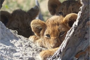 Moremi Wildreservat: Afrikanische Großkatzen & Elefanten Tour