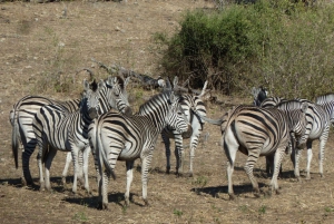 Moremi Game Reserve Day Trip
