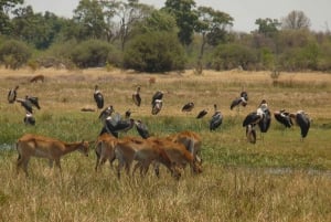 Moremi & Khwai: Safari with game drives & boat trip