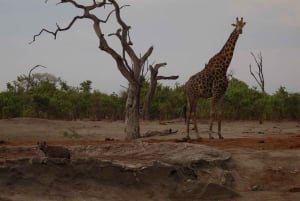 Moremi & Khwai: Safari with game drives & boat trip