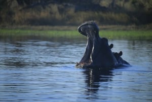 Moremi & Khwai: Safari with game drives & boat trip