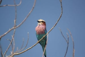 Northern Botswana: Safari with game drives and a boat trip