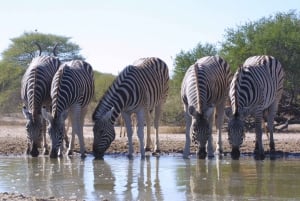 Northern Botswana: Safari with game drives and a boat trip