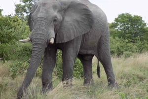 okavango delta and chobe tented safari