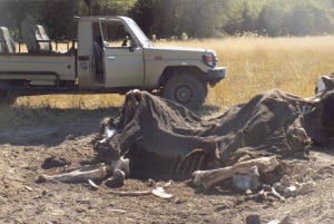 safari med tält i okavangodeltat och chobe