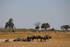 Dagstur til Okavango-deltaet