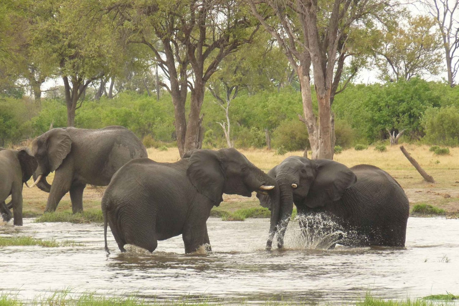 Delta do Okavango: Visita com safaris e passeios de mokoro