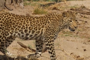 Okavango Delta: Tour mit Pirschfahrten & Mokorofahrten