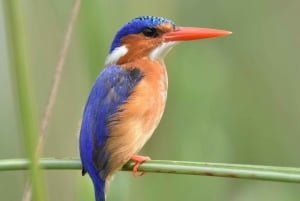 Okavango Delta: Tour mit Pirschfahrten & Mokorofahrten