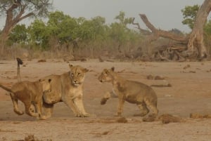 Okavango Delta: Tour mit Pirschfahrten & Mokorofahrten