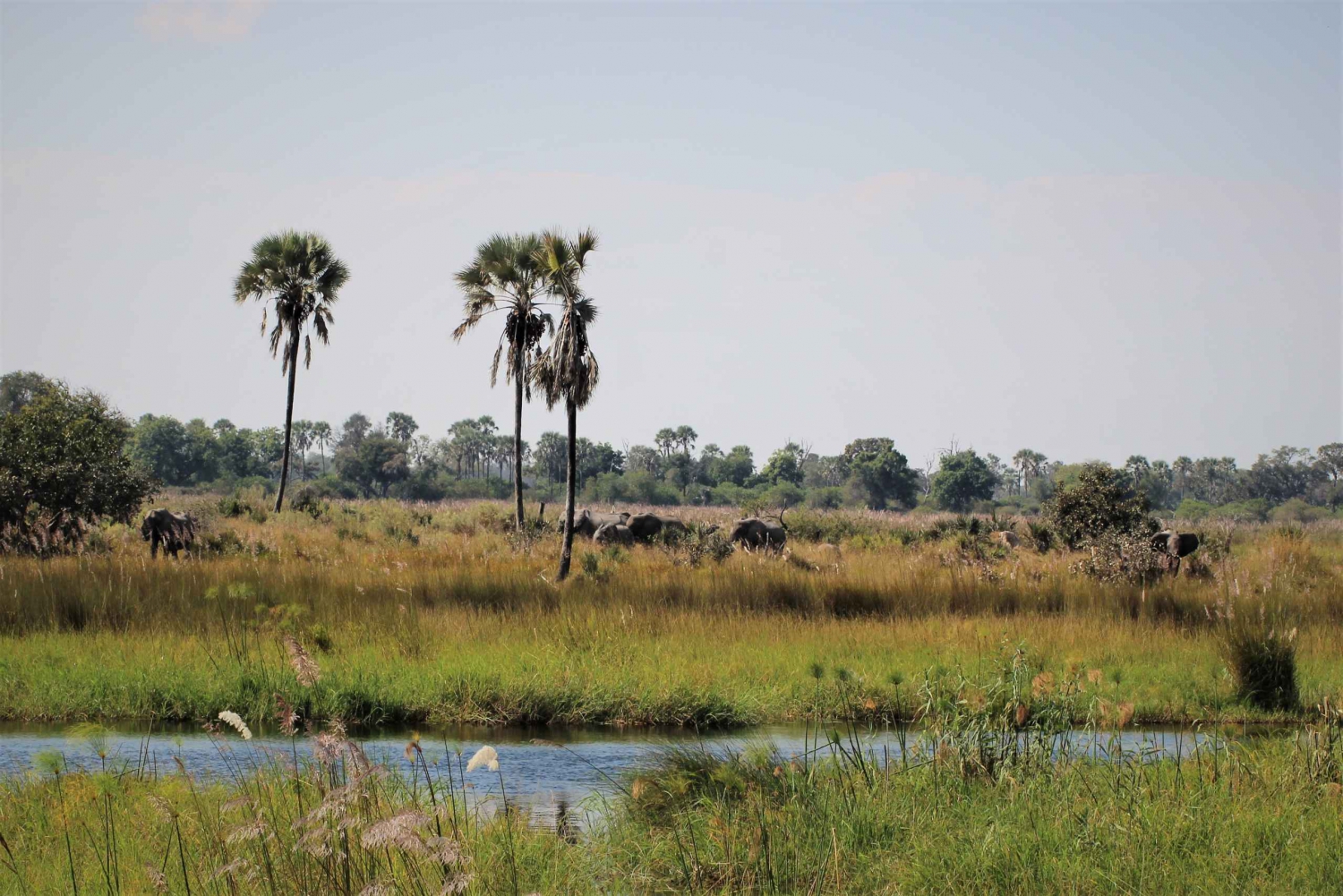 Okavango Delta: Wildlife Boat Tour to Chief's Island