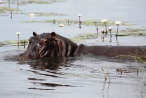 Private Chobe Day Trip