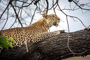 Kasane: Całodniowe safari w Parku Narodowym Chobe z lunchem