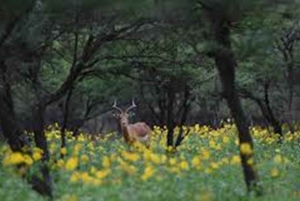 Safari i wycieczka po mieście Gaborone