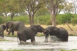 Salt Pans & Delta: Tour with game drives, mokoro & boat trip