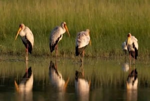 Shakawe: 3-dniowe safari po wschodniej części Okavango