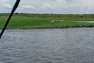 Shakawe: 3-dniowe safari po wschodniej części Okavango