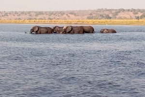 Tour Operator, River Cruises and Safari drives in the Chobe