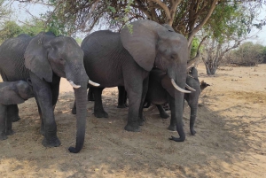 Victoriafälle: Chobe- und Quadripoint-Tagestour mit Mittagessen