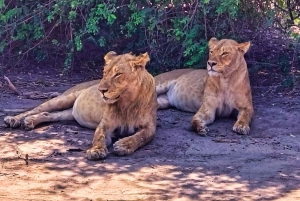 Victoriafälle: Chobe- und Quadripoint-Tagestour mit Mittagessen