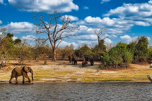 Victoriafälle: Chobe- und Quadripoint-Tagestour mit Mittagessen