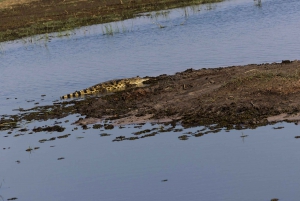 Victoriafälle: Tagestour zum Chobe-Nationalpark mit Mittagessen