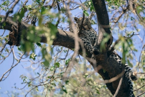 Victoriafälle: Tagestour zum Chobe-Nationalpark mit Mittagessen