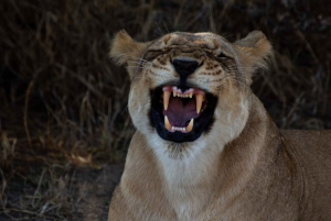 Victoriafälle: Tagestour zum Chobe-Nationalpark mit Mittagessen