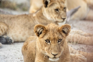 Victoriafälle: Tagestour zum Chobe-Nationalpark mit Mittagessen