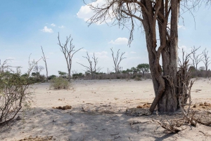 Victoriafälle: Tagestour zum Chobe-Nationalpark mit Mittagessen