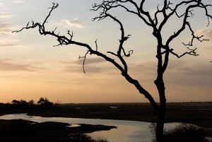 Victoriafälle: Tagestour zum Chobe-Nationalpark mit Mittagessen