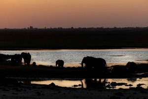 Victoriafälle: Tagestour zum Chobe-Nationalpark mit Mittagessen