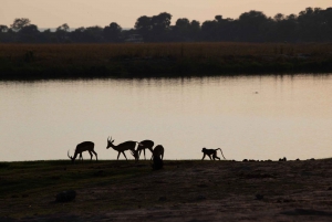 Victoriafälle: Tagestour zum Chobe-Nationalpark mit Mittagessen