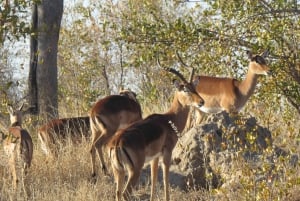 Wodospady Wiktorii, Hwange i Chobe: 7-dniowe safari w przystępnej cenie