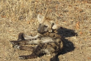 Wodospady Wiktorii, Hwange i Chobe: 7-dniowe safari w przystępnej cenie