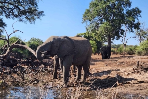 Victoriafallene: Quadripoint og Chobe dagstur med lunsj