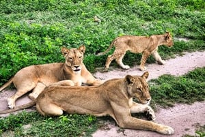 Victoriafallene: Quadripoint og Chobe dagstur med lunsj