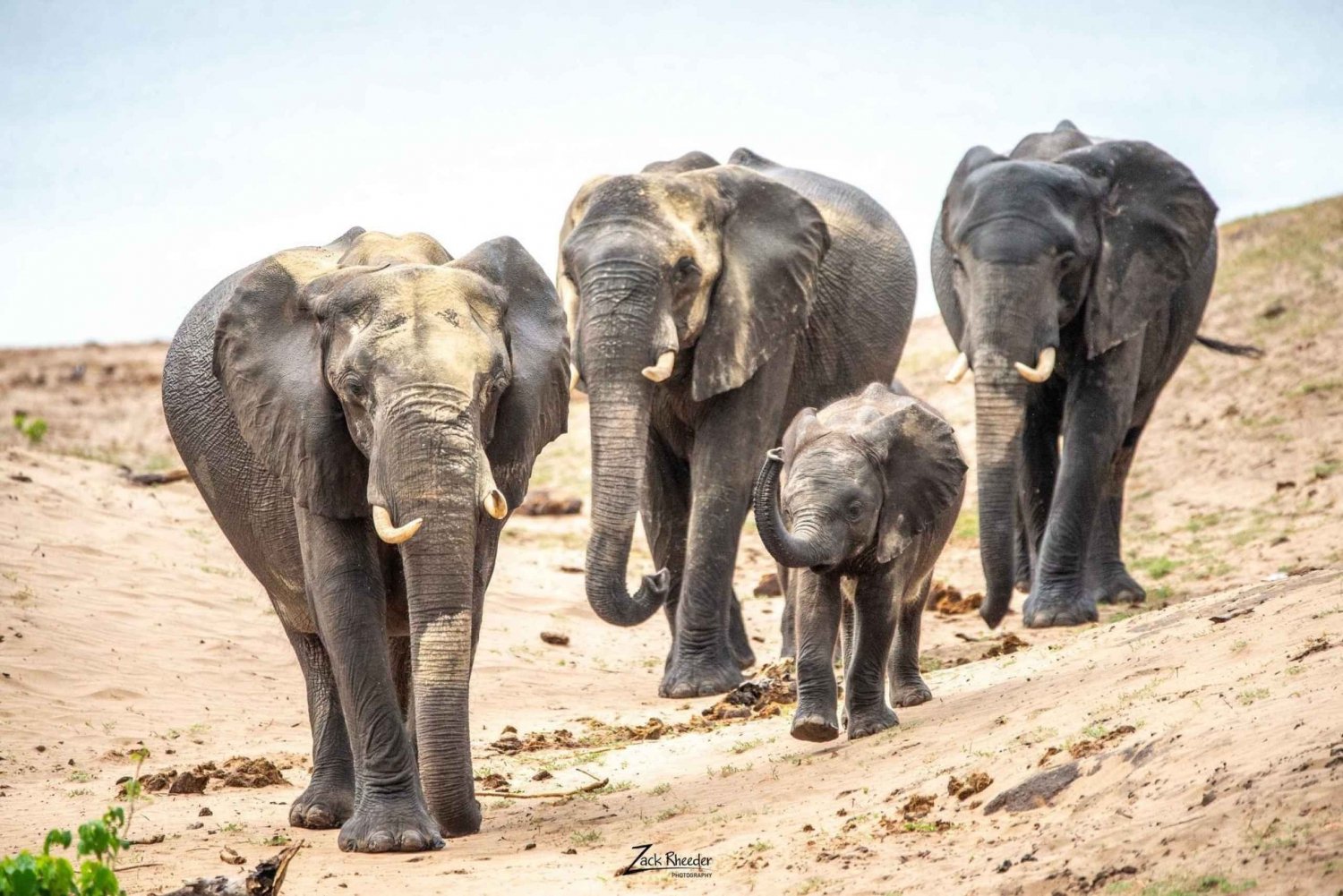 Victoriafallen till Chobe nationalpark: 1 dags safaritäventyr