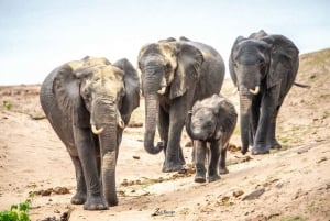 Victoria Falls til Chobe National Park: 1 dags safarieventyr