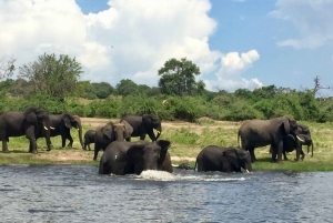 Victoria Falls til Chobe National Park: 1 dags safarieventyr