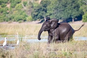 Victoria Falls til Chobe National Park: 1 dags safarieventyr