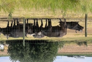 Victoriafallen till Chobe nationalpark: 1 dags safaritäventyr