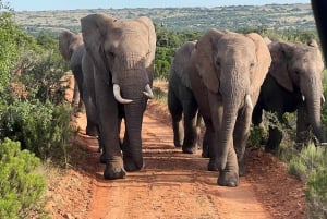 Victoriafallene til Chobe nasjonalpark: 1-dags safarieventyr