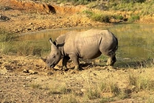 Victoriafallene til Chobe nasjonalpark: 1-dags safarieventyr