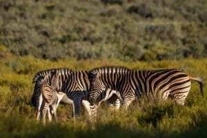 Victoriafallene til Chobe nasjonalpark: 1-dags safarieventyr