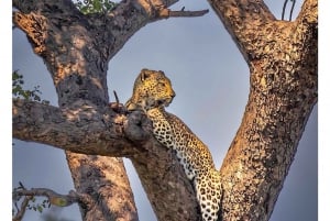 Cataratas Vitória ao Parque Nacional Chobe: Aventura de 1 dia em um safári