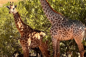 Victoriafallene til Chobe nasjonalpark: 1-dags safarieventyr