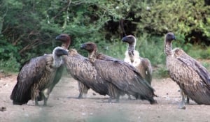 Vulture Restaurant