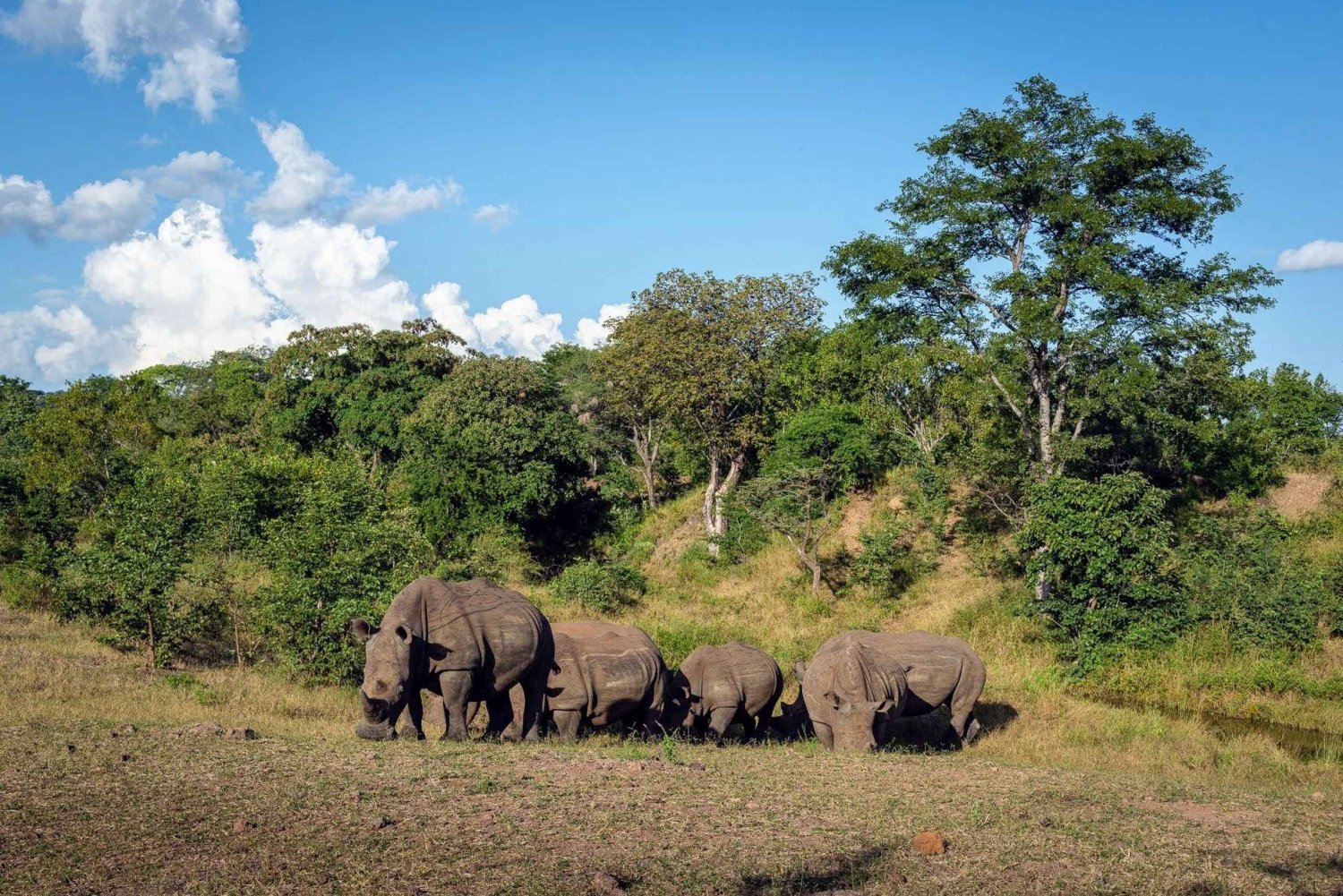 Zambezi-rafting, Chobe-safari og næsehornsvandring