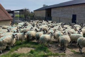 Brighton: Sussex Wine Region Walking Tour with Tastings